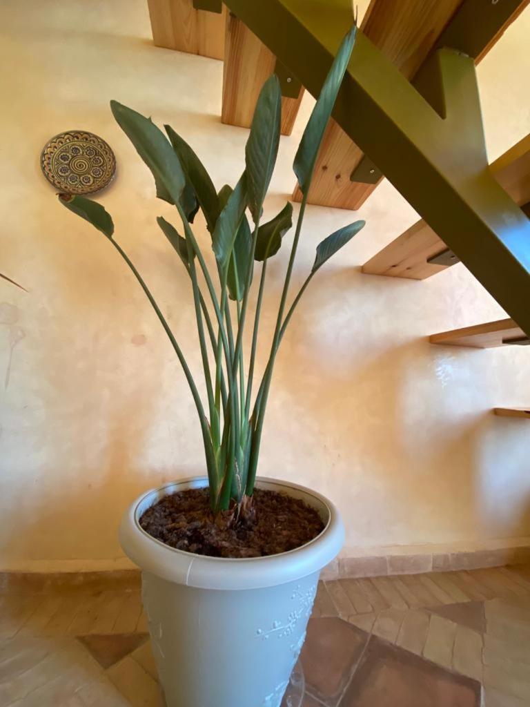 Dar Diafa Samira Appartement Mirleft Buitenkant foto